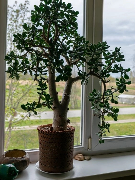 arbol de jade 1