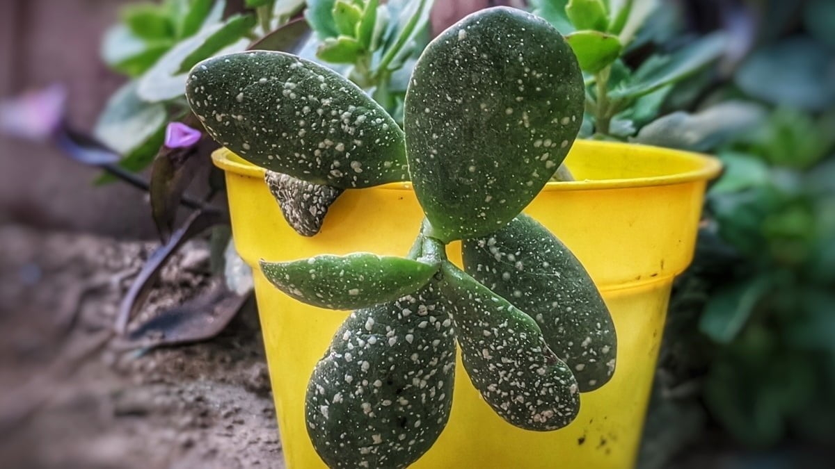 arbol de jade 2