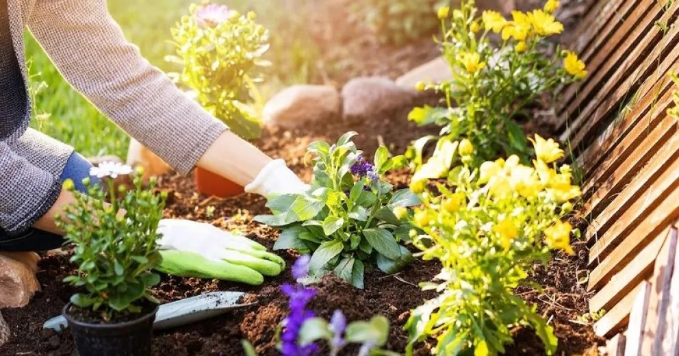 hormigas en las plantas 3