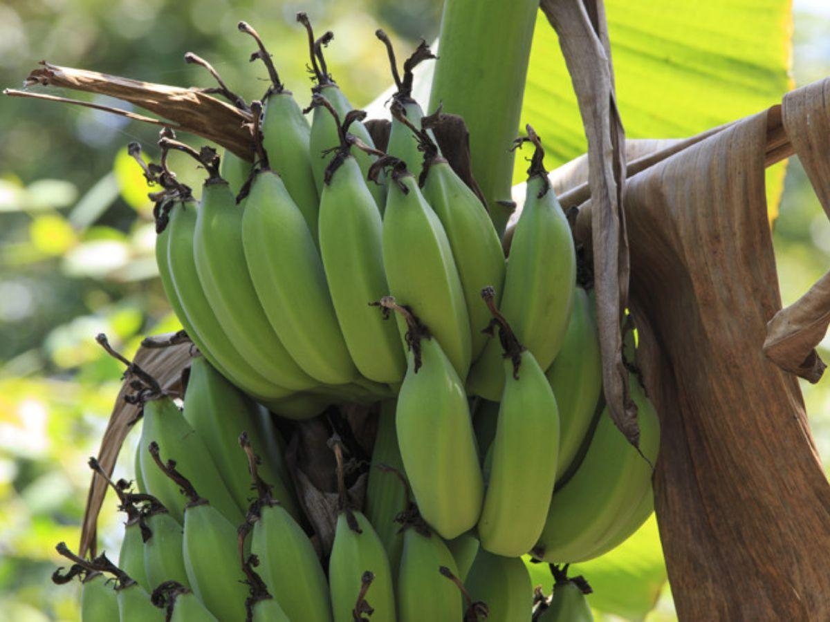 banano 2