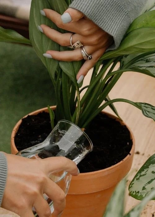 Plantas 1