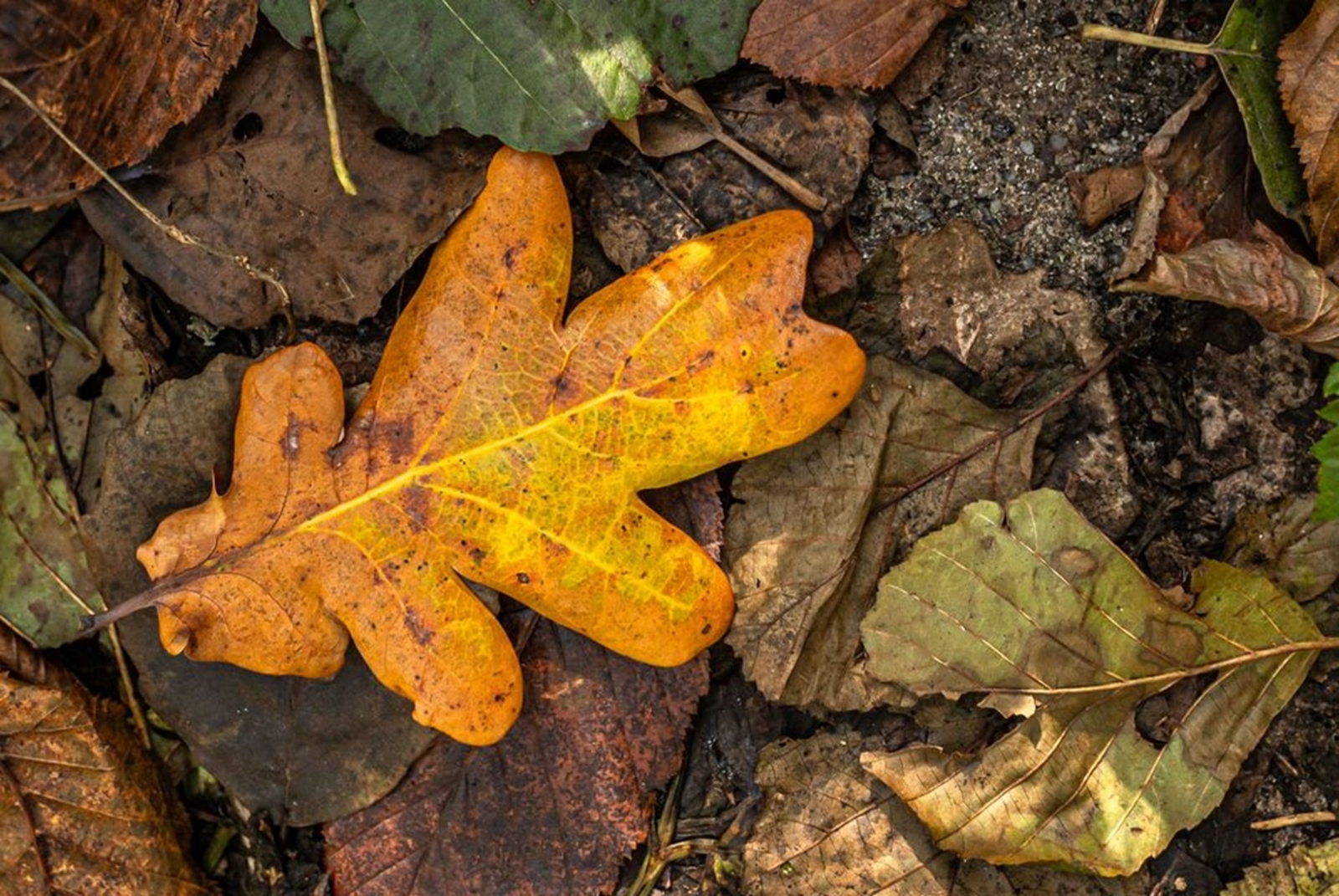 autumn-leaves-1664445473