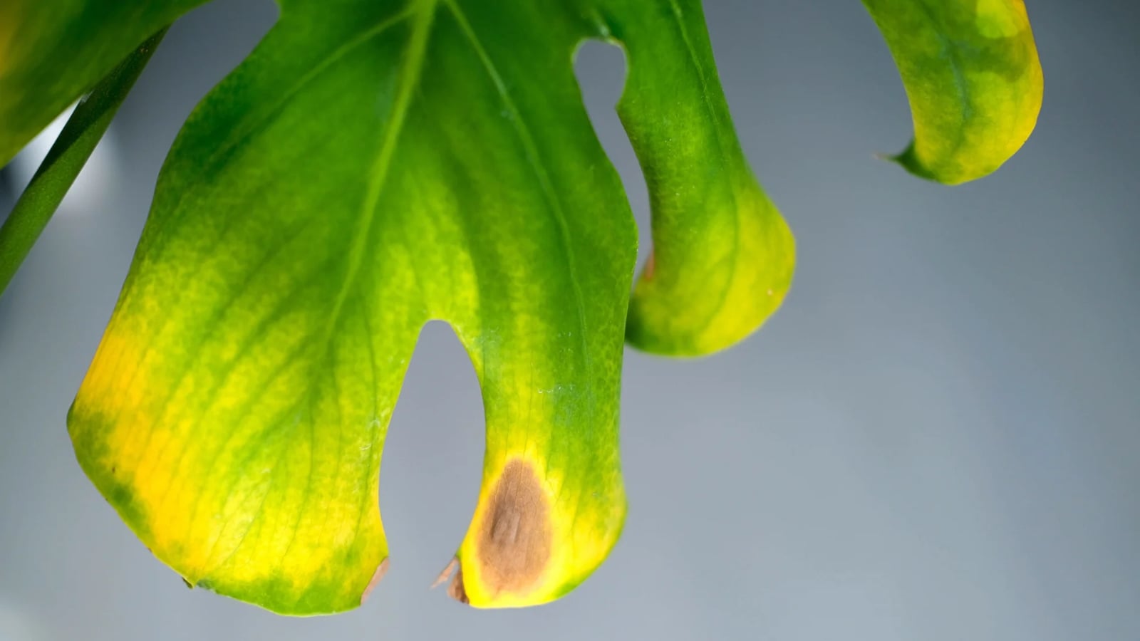 edbb52b-183453-doencas-folhas-plantas