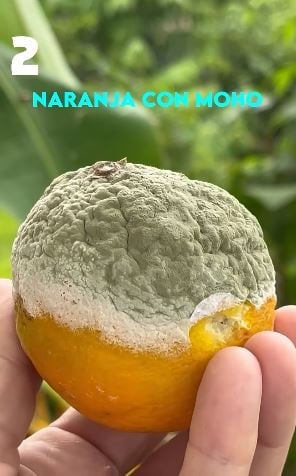 NARANJA889