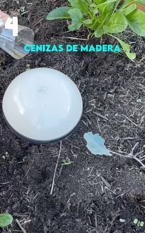 cenizas88