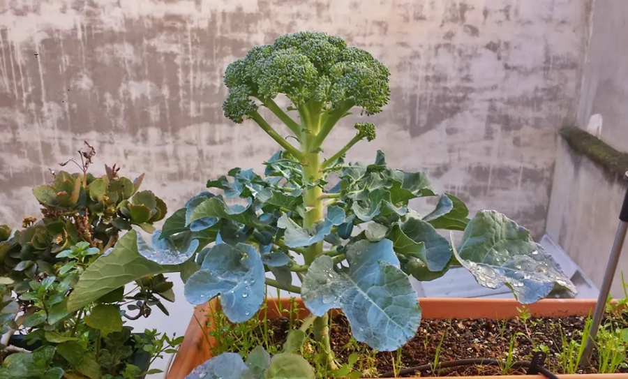brócoli3