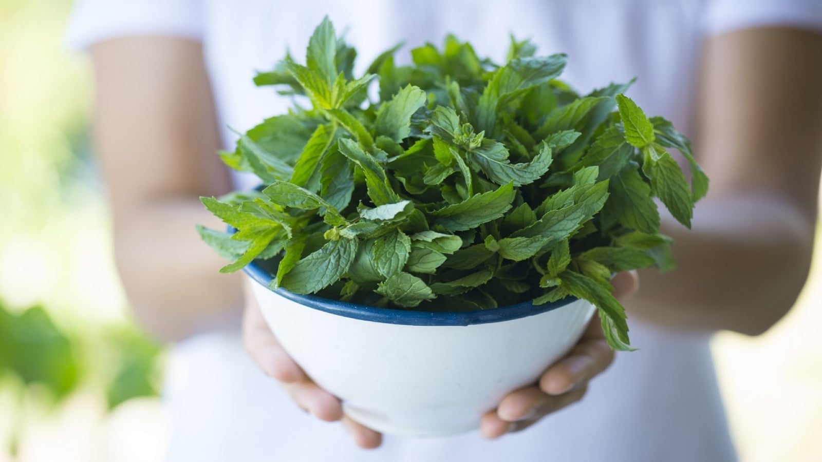 5-razones-deberias-tener-planta-menta-casa-3215524
