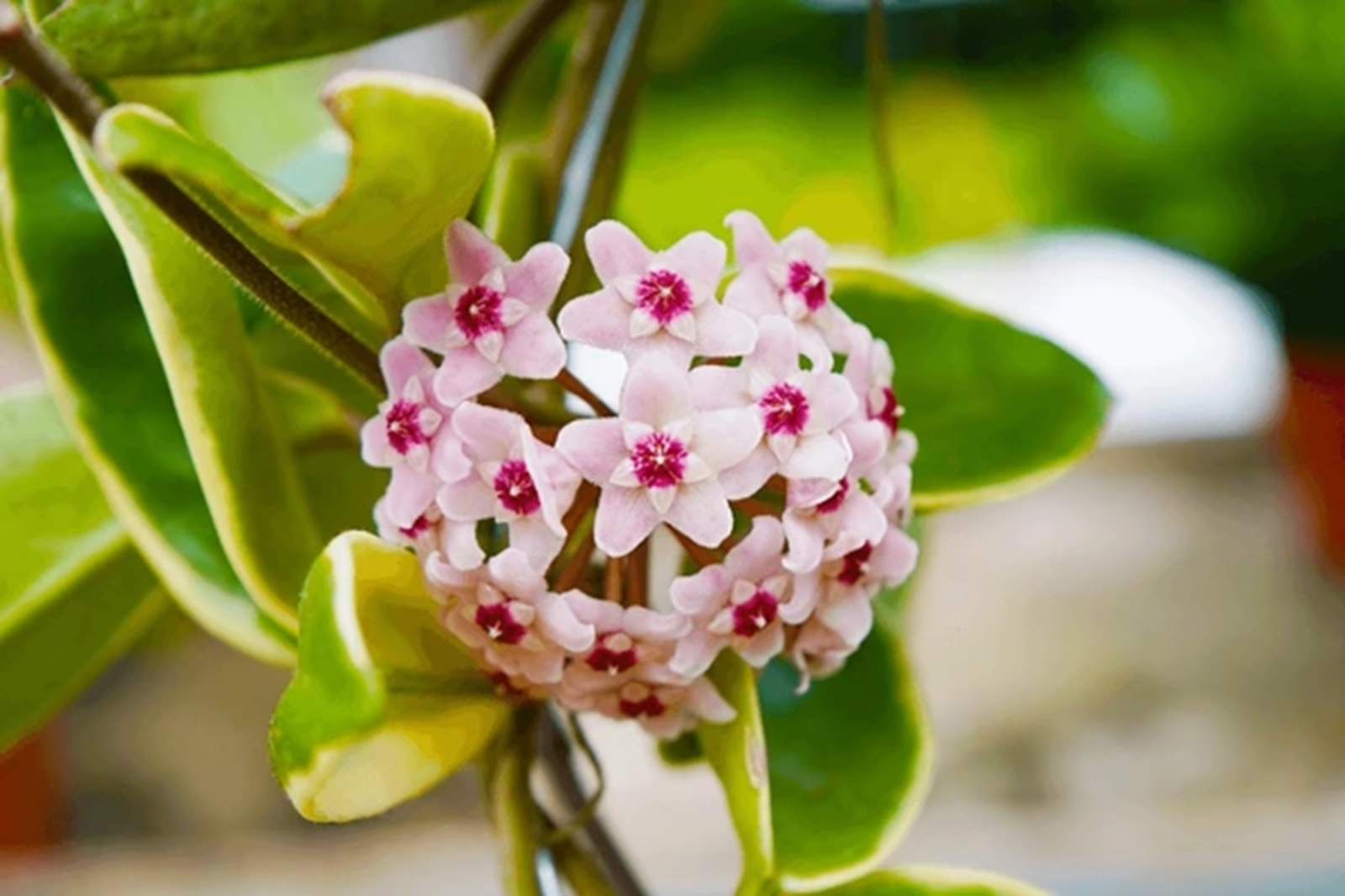 macro-closeup-beautiful-pink-purple-600nw-2343550361
