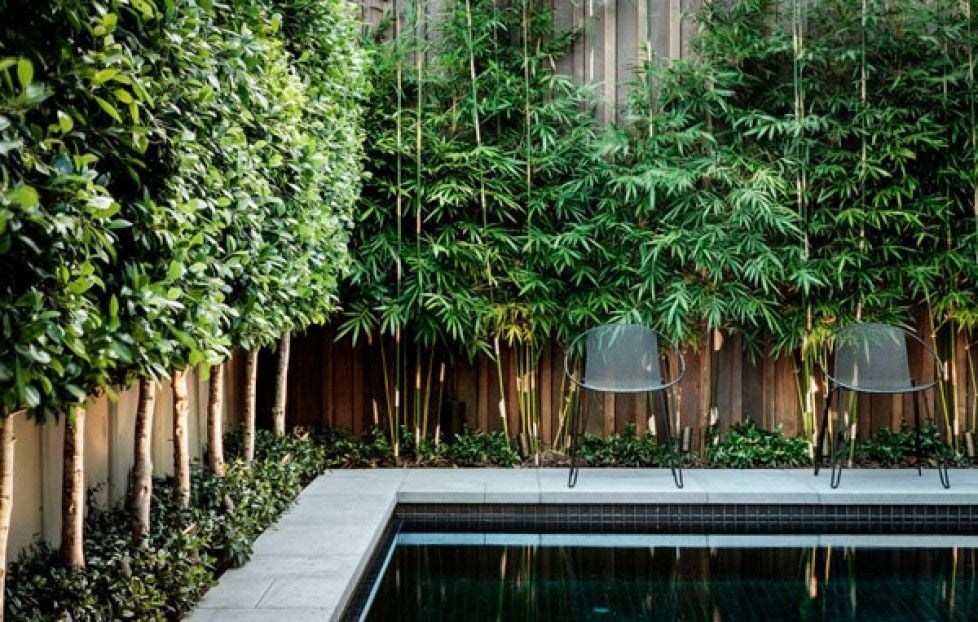 plantas1