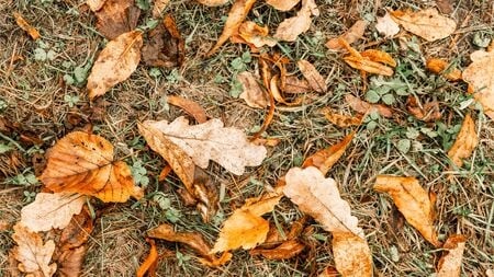 149148149-fondos-y-texturas-fondo-de-hojas-de-otoño-secas-amarillas-otoño