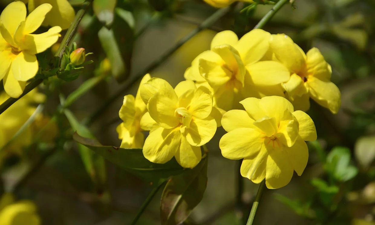 AnyConv.com__cultivar-jazmin-invierno-t