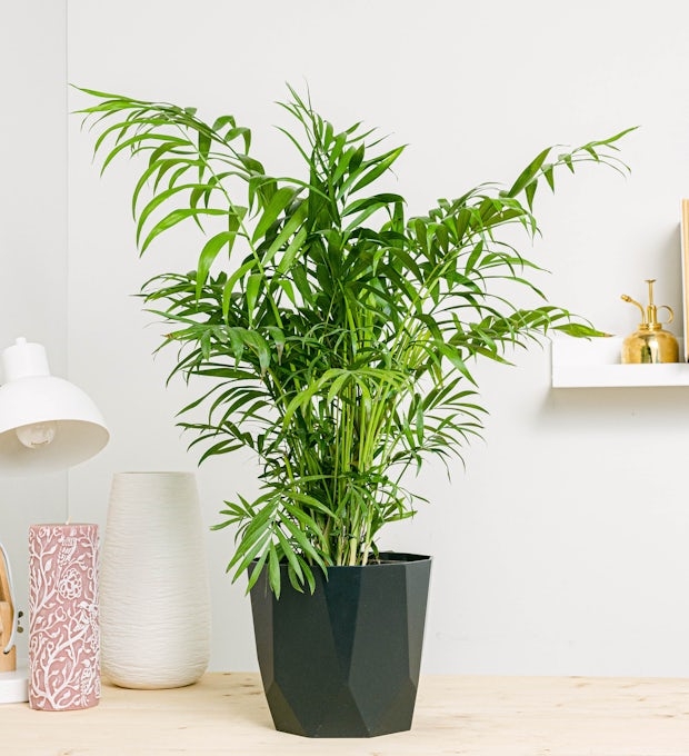 plantas2