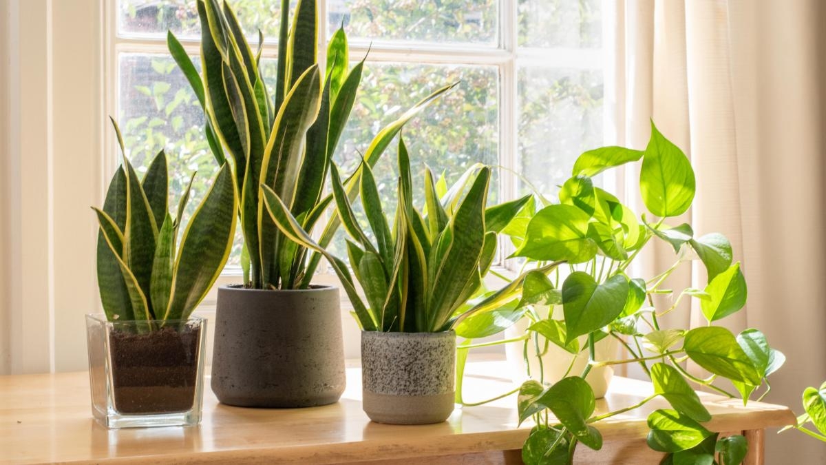 Plantas