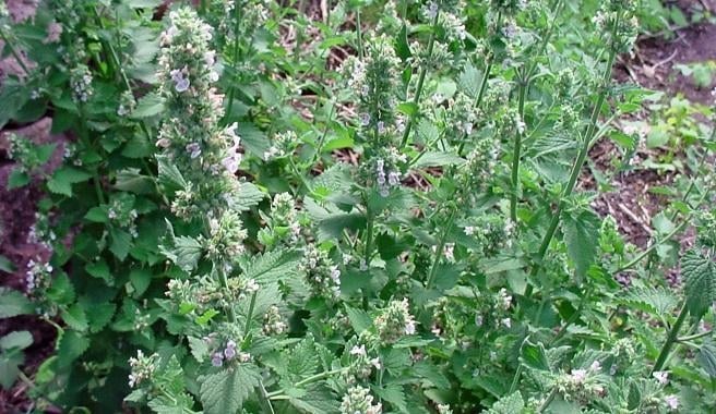 como_cultivar_catnip_864_orig