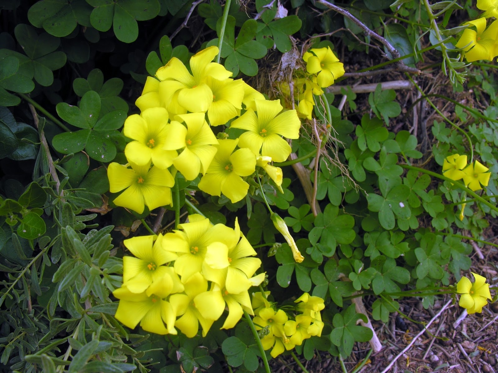 Oxalis pes-caprae