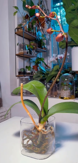 plantas2