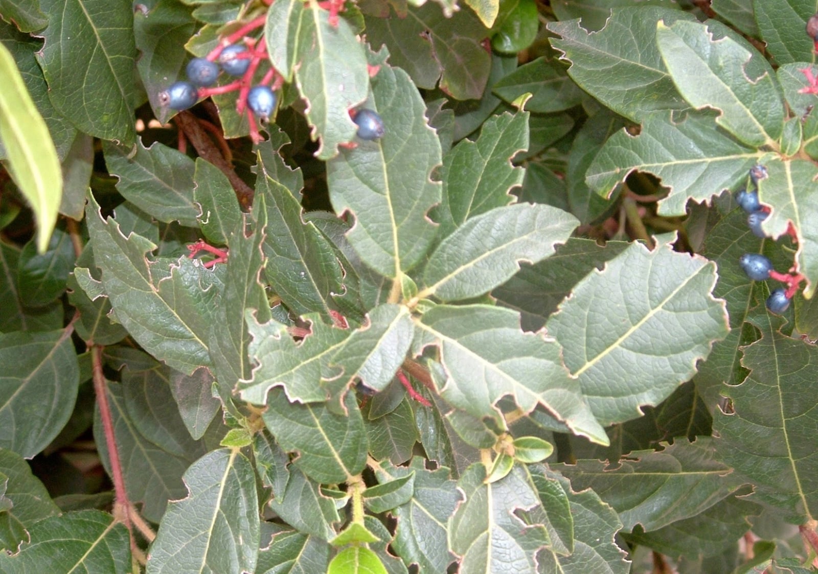Viburnum-tinus-mordidas-de-hormigas.