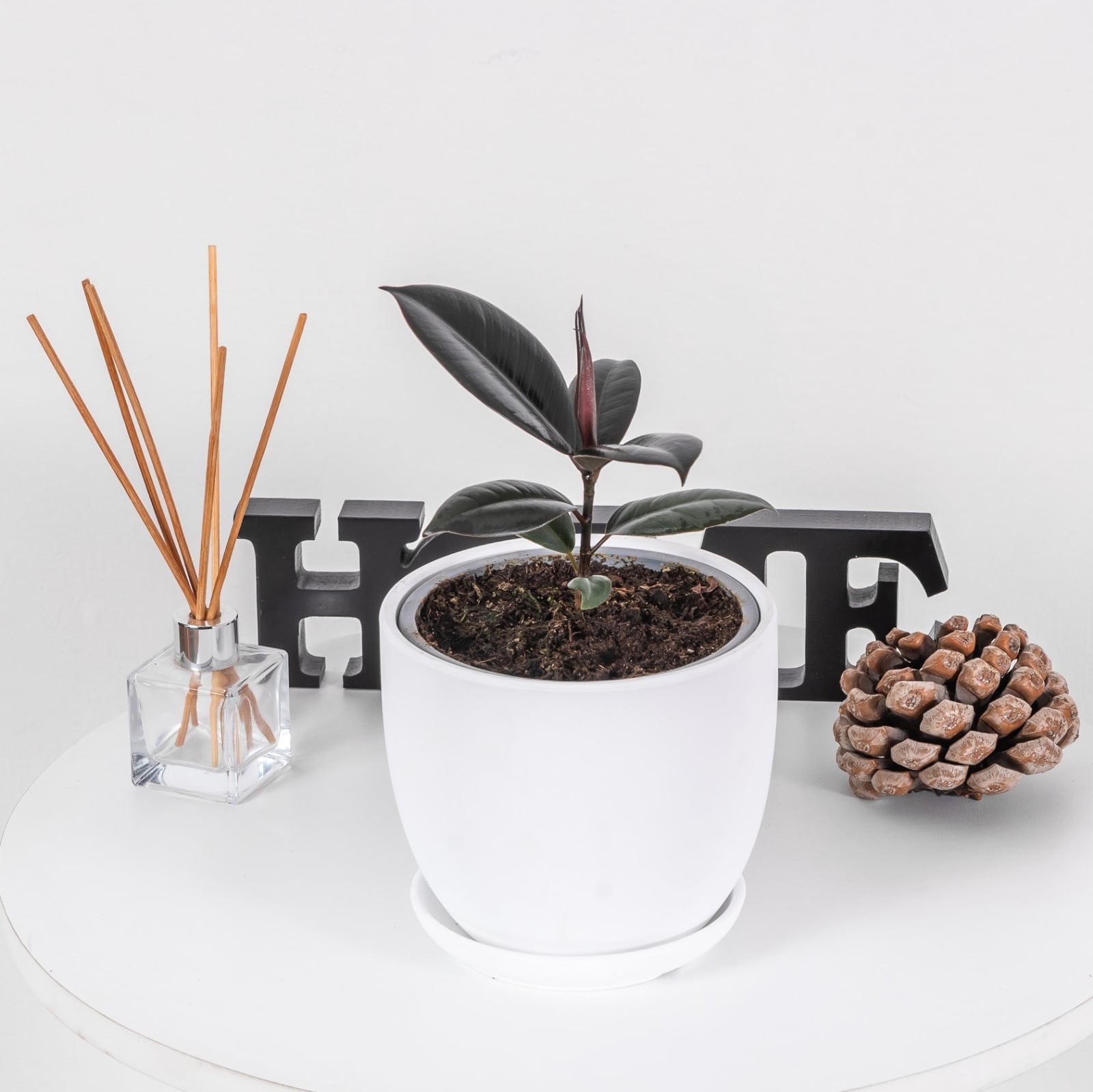 FICUS_BURGUNDY_GOMERO_S