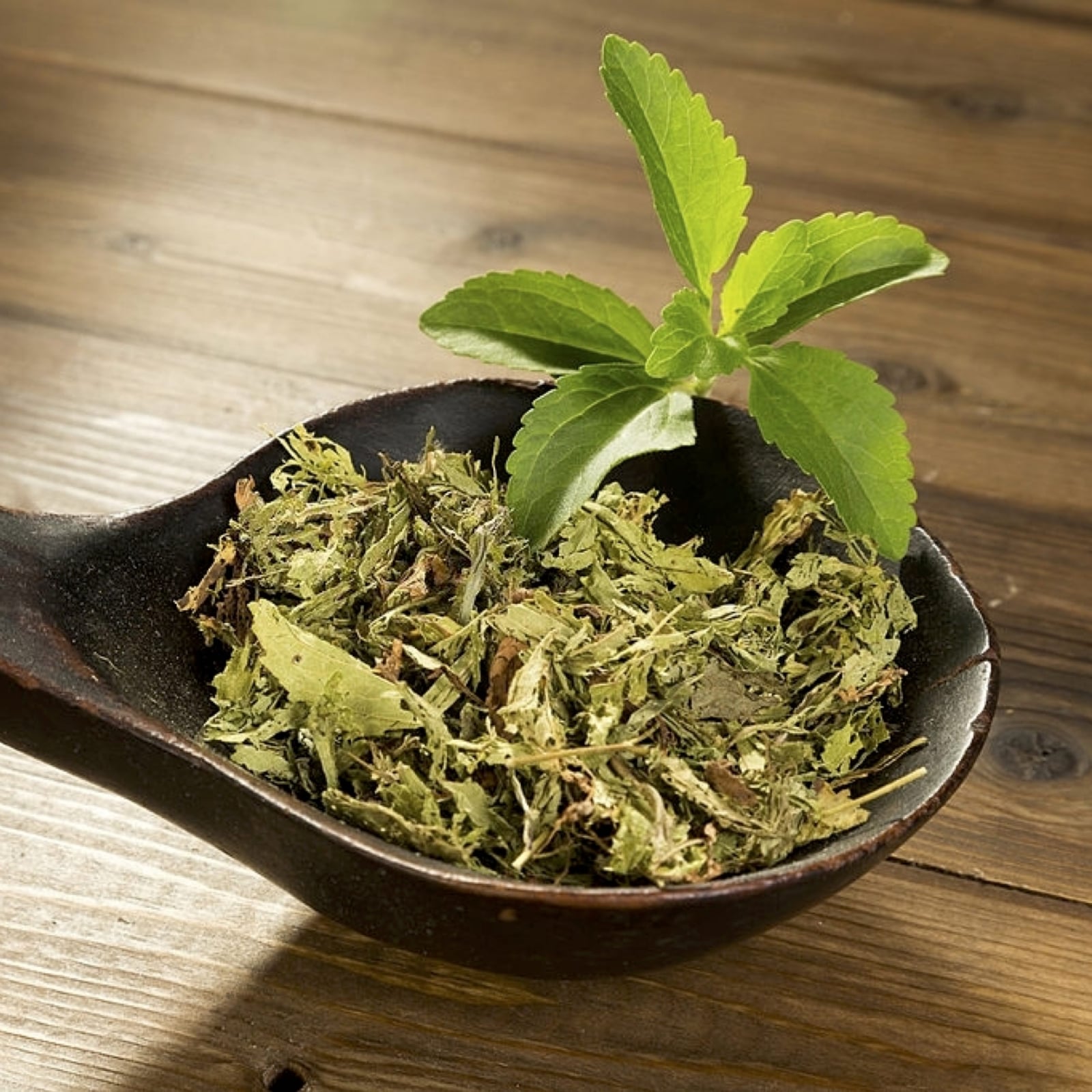 STEVIA_HOJA