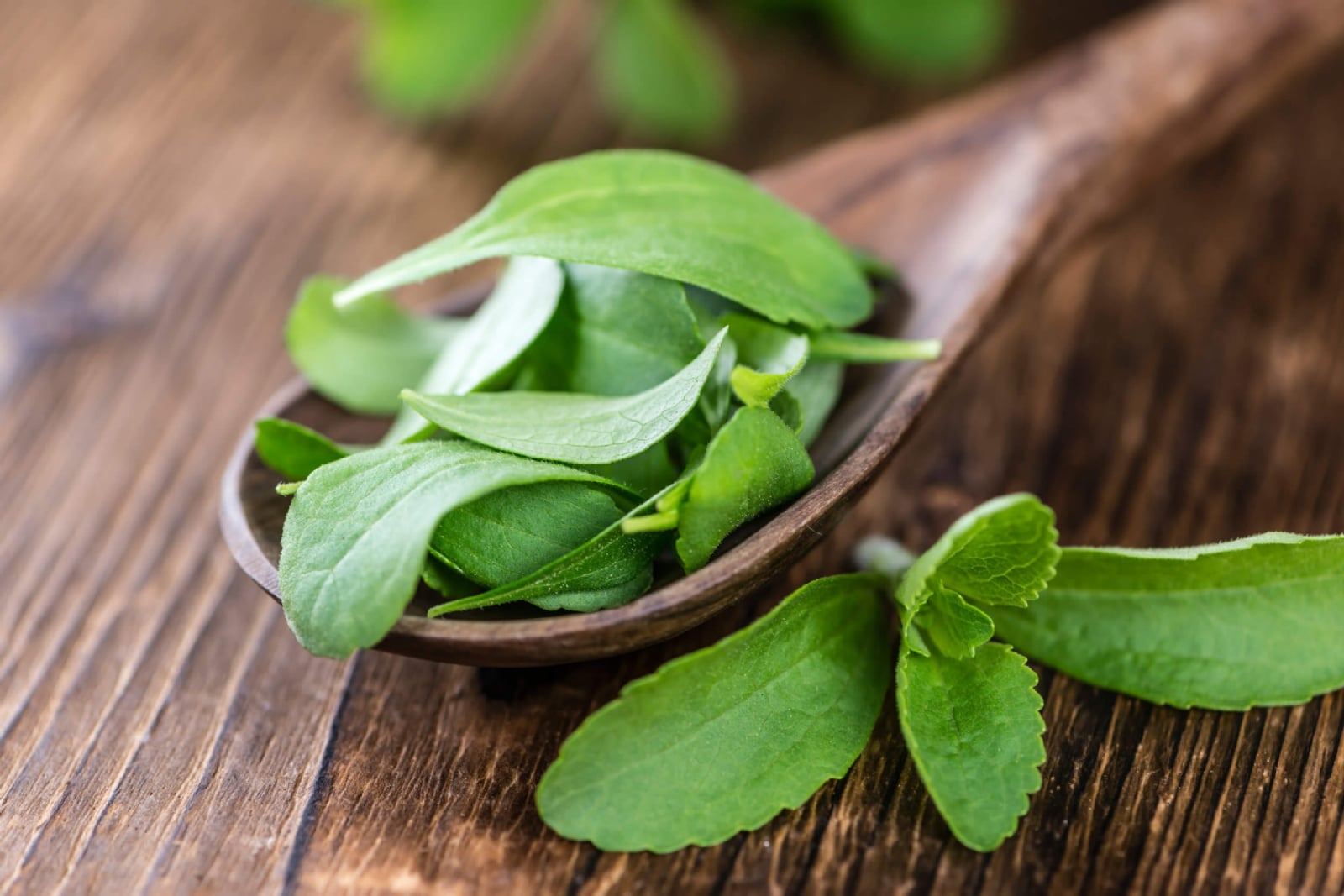 stevia-hojas