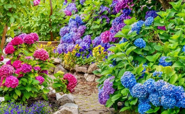 como_cambiar_el_color_de_las_hortensias_3424_600