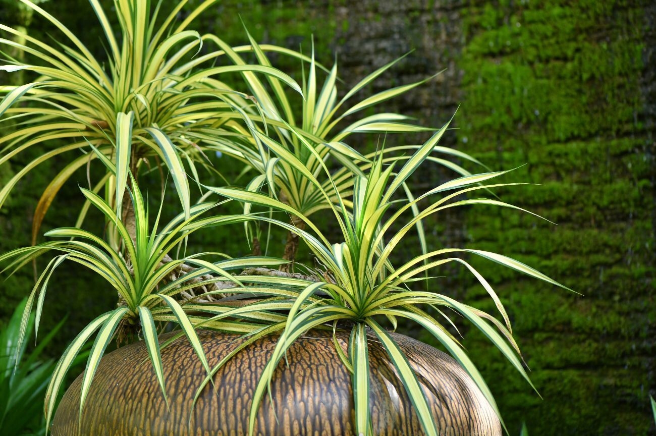 plantas3