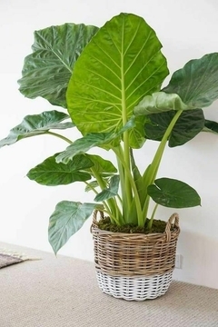 alocasia-b5a260e43e15ac1e2717024116144449-240-0