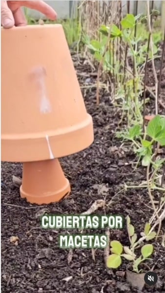 Babosas y caracoles 4
