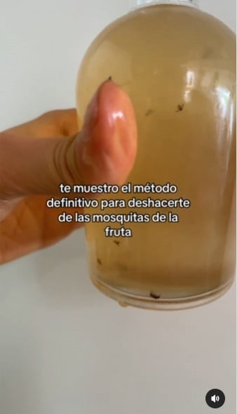 Moscas 3