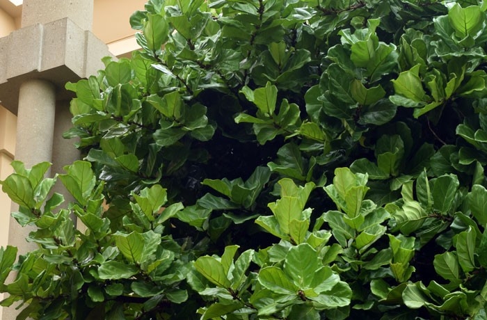 ficus-lyrata-02