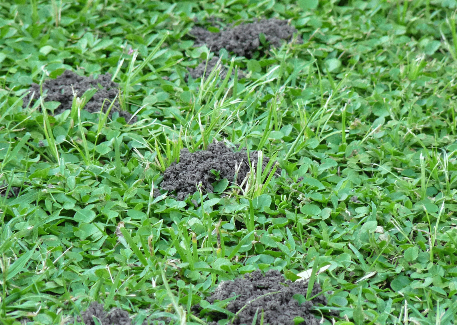 plant 1