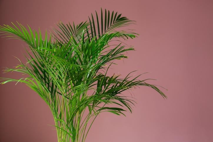 plantas 3 areca