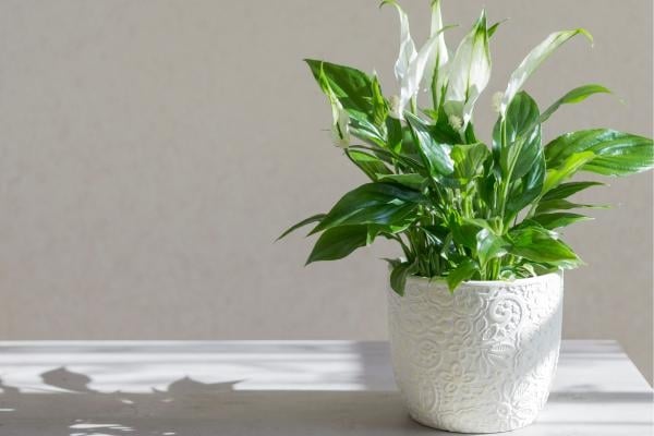 plantas4 lirio de paz