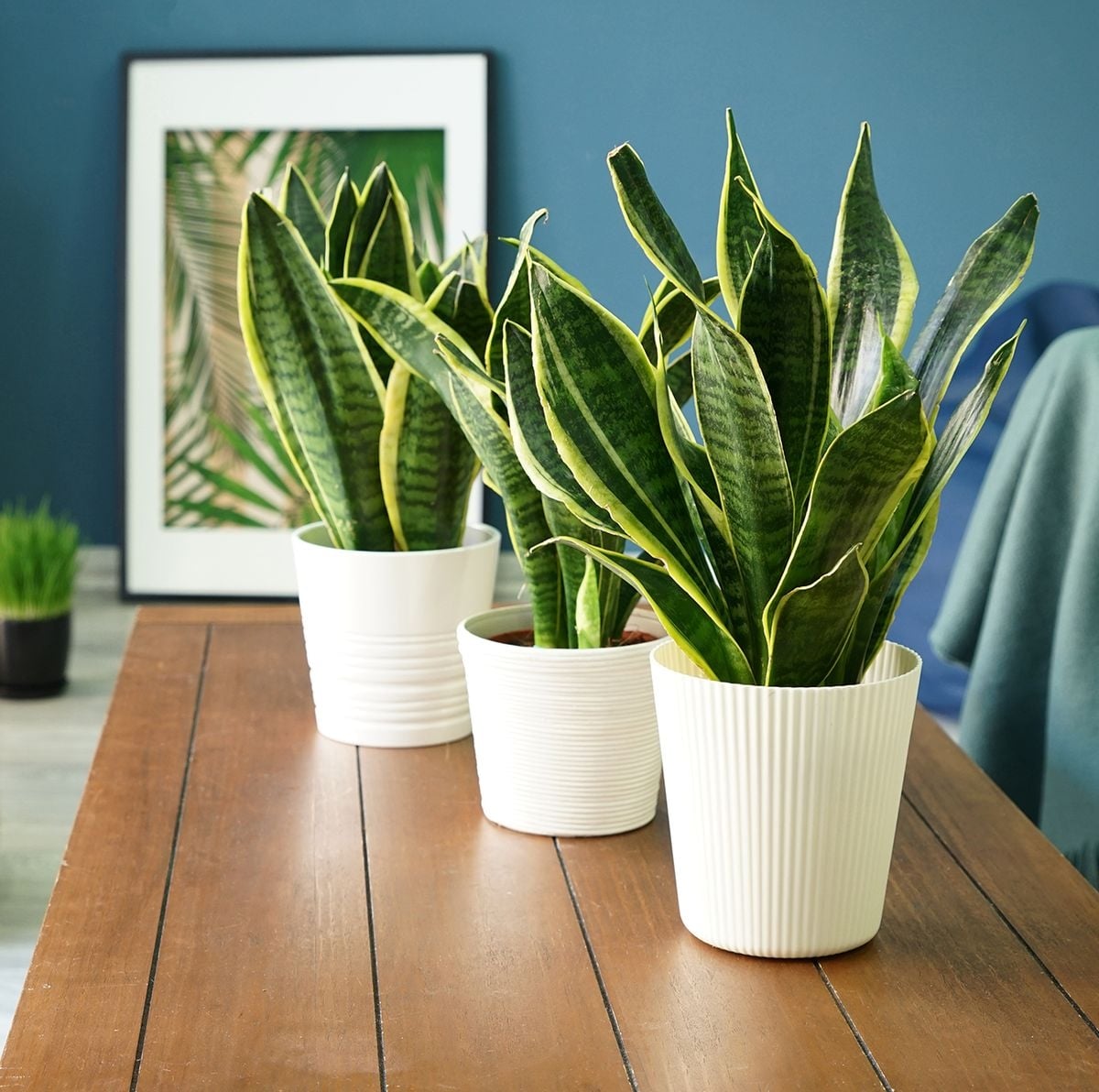 plantas 5 sansevieria
