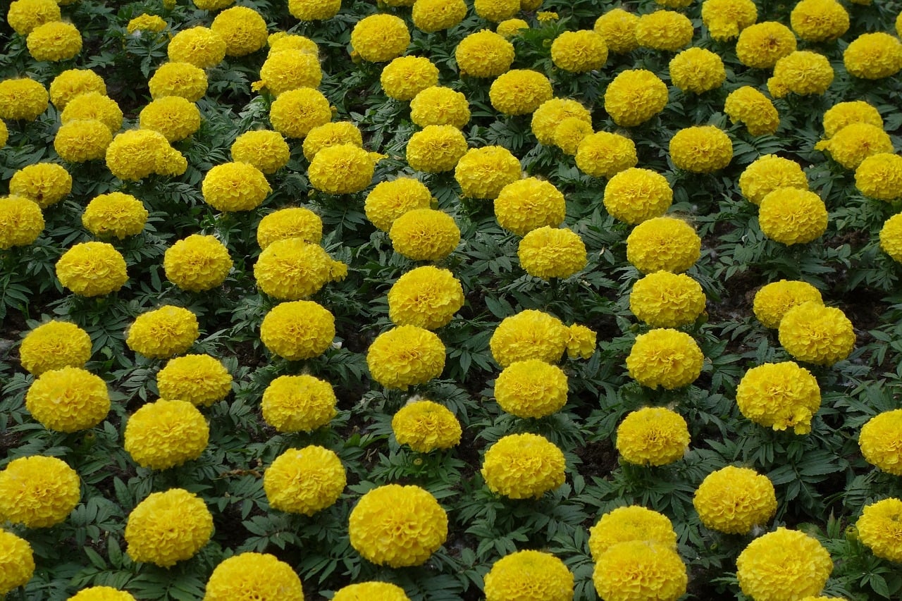 tagetes