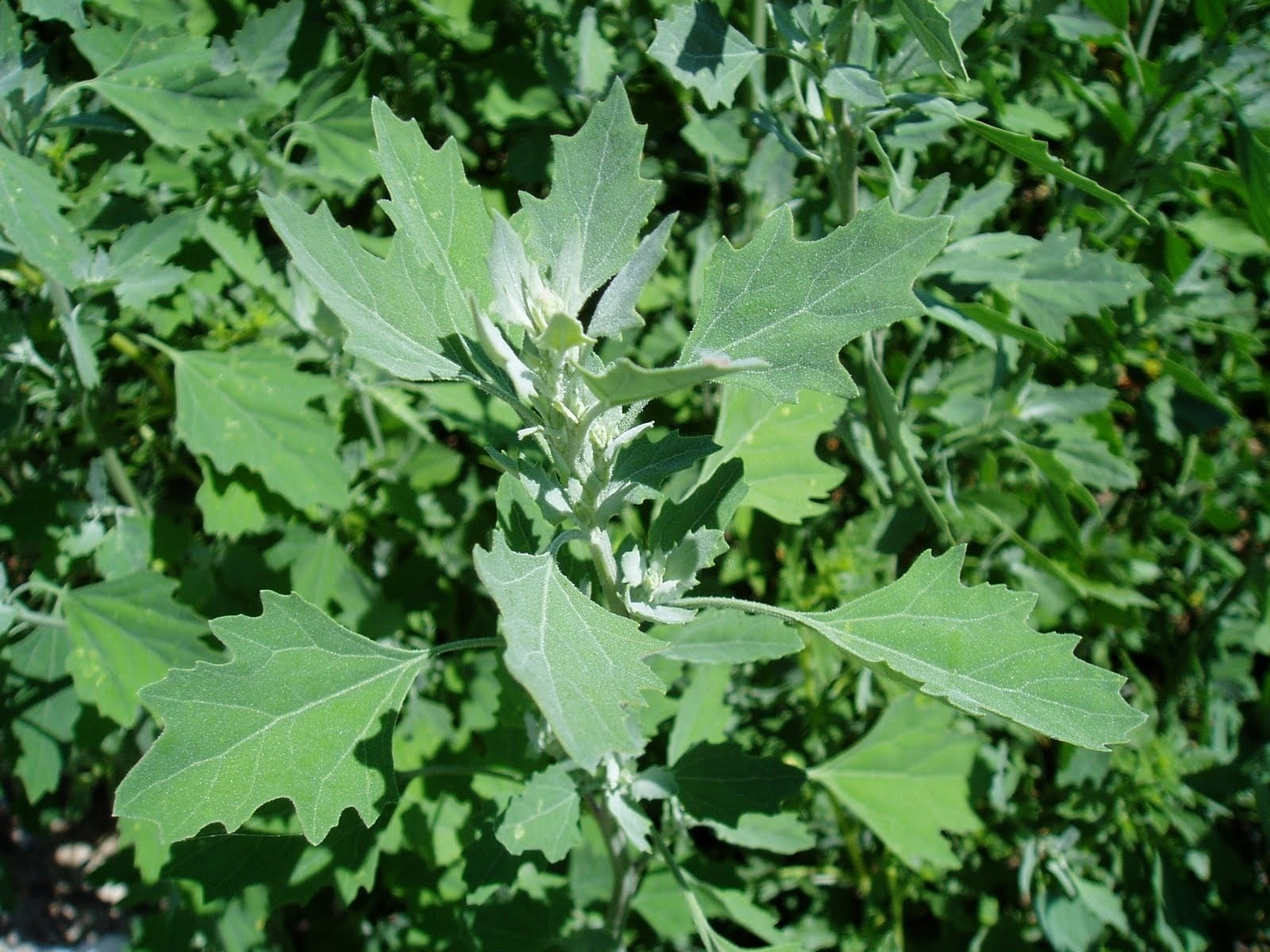 Planta