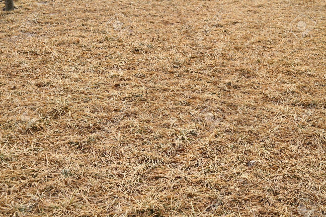9103529-pasto-seco-césped-como-fondo