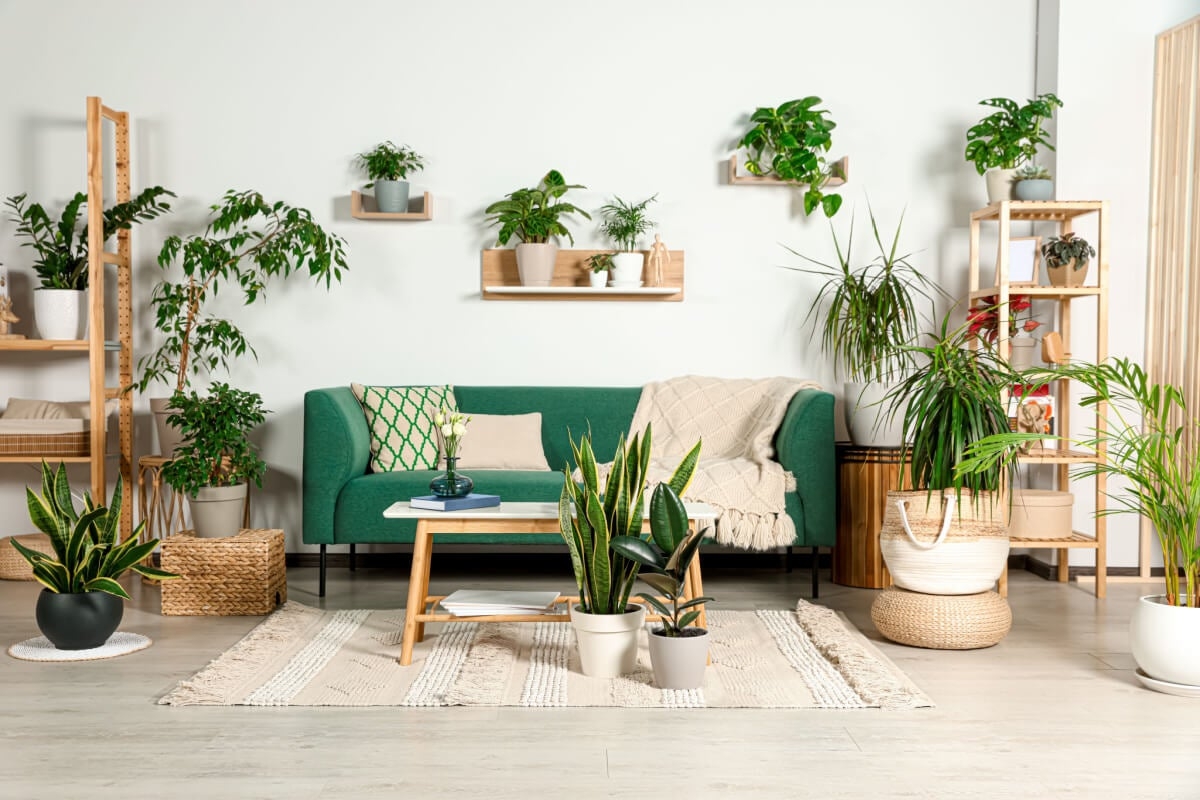 plantas-que-no-se-deben-tener-en-el-hogar