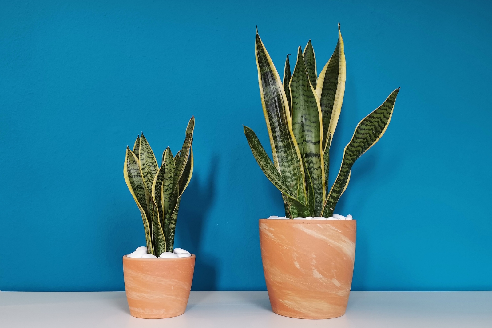 Consejos-para-cuidar-tus-plantas-de-interior