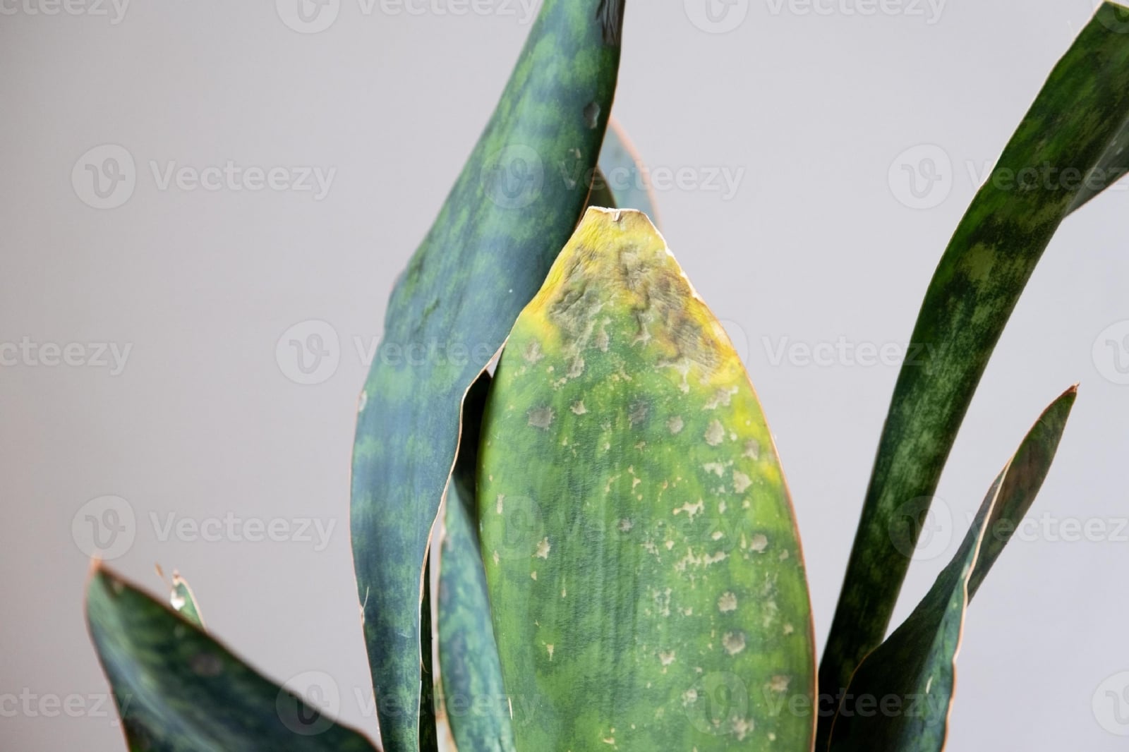 problems-of-growing-sansevieria-fungus-on-leaves-infection-yellow-leaves-root-rot-plant-rescue-treatment-of-diseases-of-potted-plants-photo