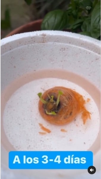 Zanahoria 3