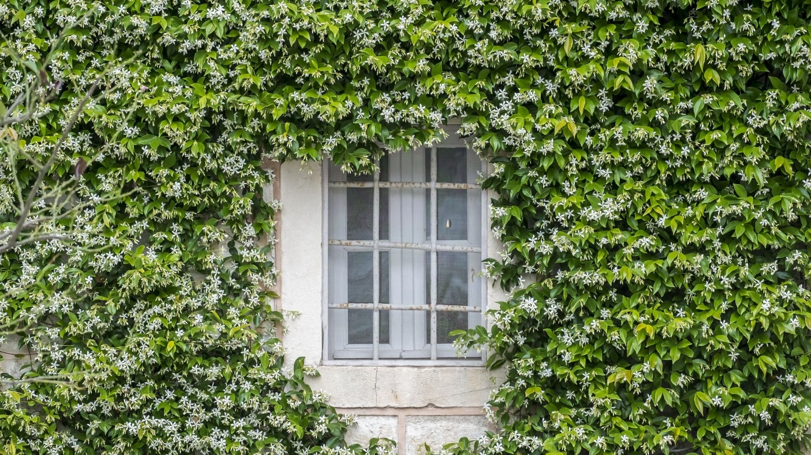 a-plant-that-climbs-jasmin-with-a-wonderful-scent-royalty-free-image-1649937107