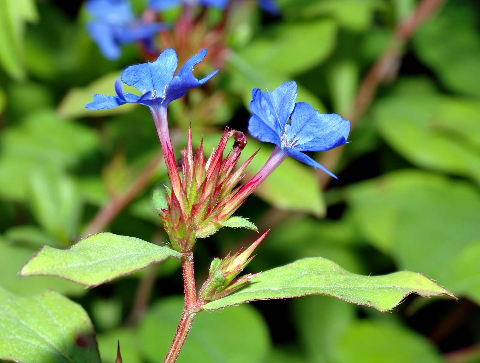 Ceratostigma-plumbaginoides-Vivero-Multiplant