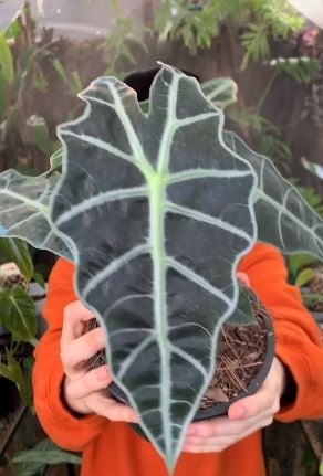pl0222