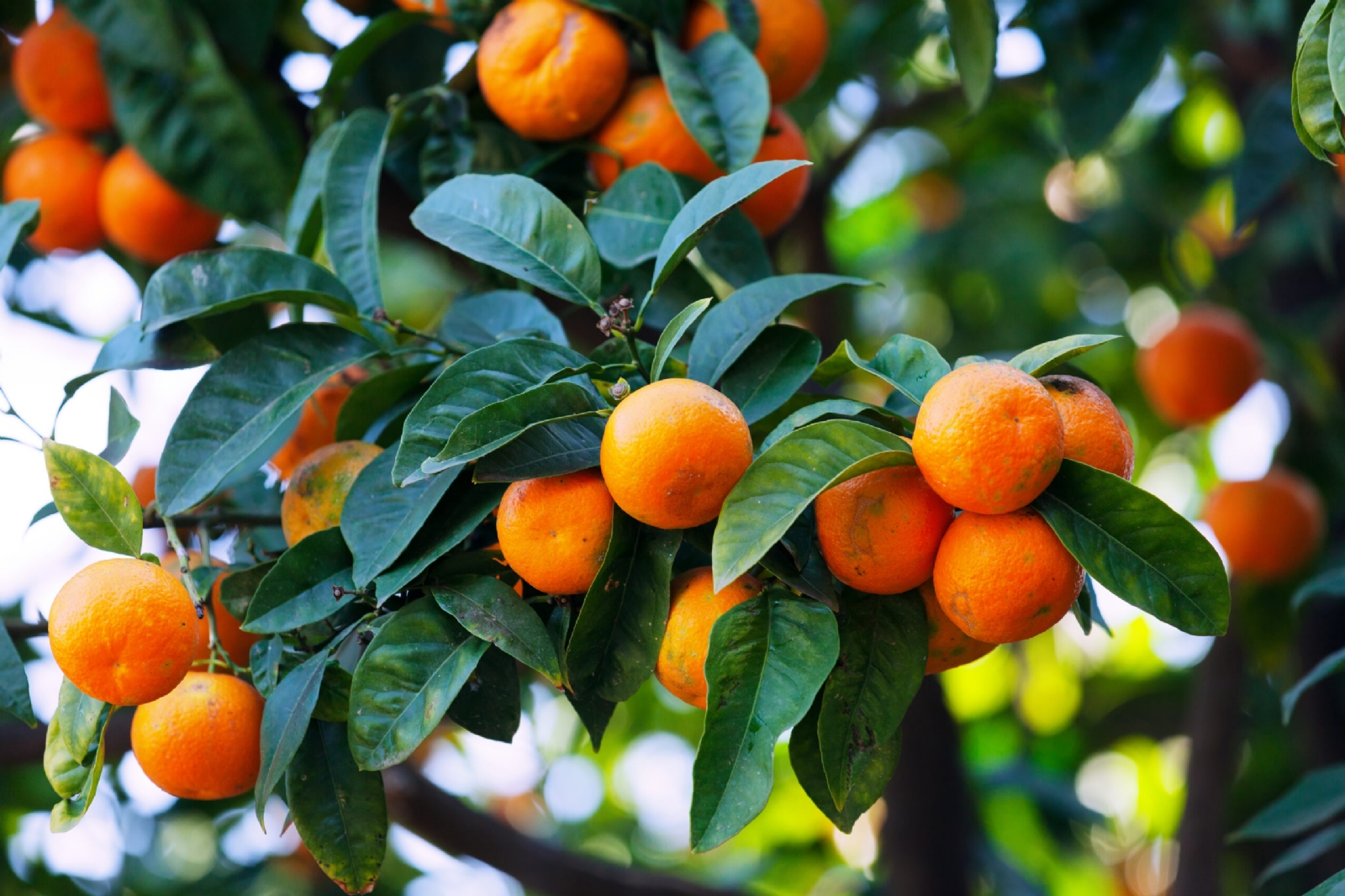 mandarina 1