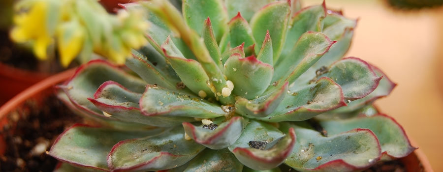 cochinillas-cactus