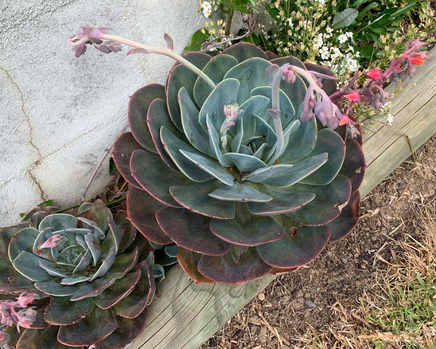 Ecehveria-Imbricata-4