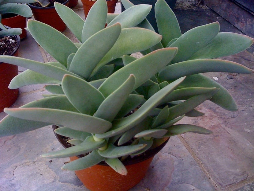 Crassula-falcata-en-maceta