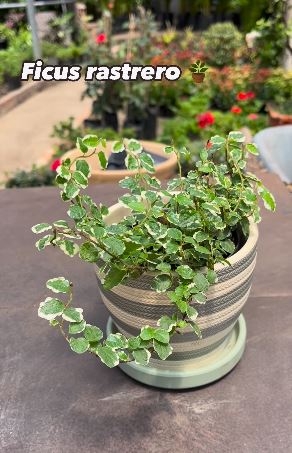 FICUS RAST