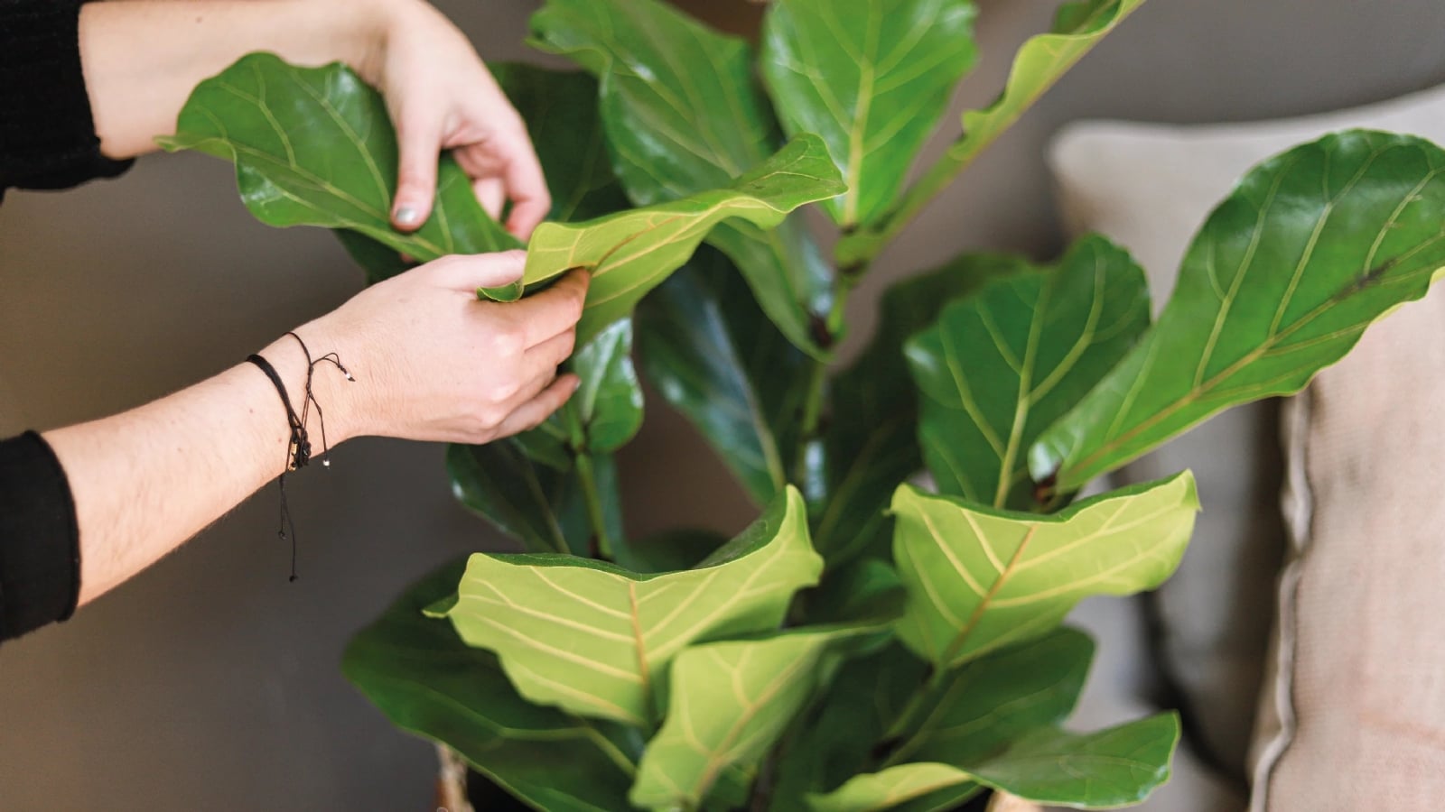 Plantas 1
